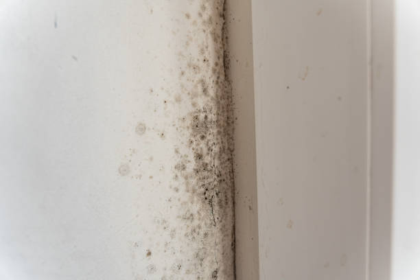 Mold Documentation for Insurance Claims in Riverside, PA